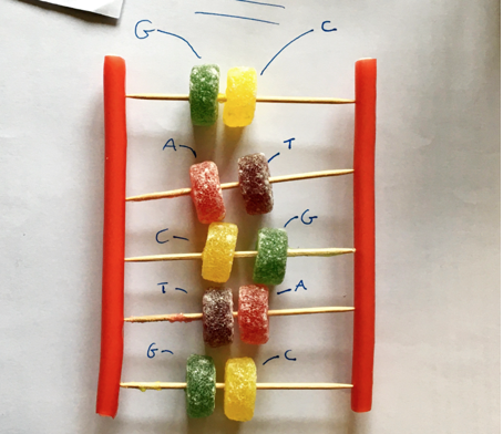 Year 10 DNA