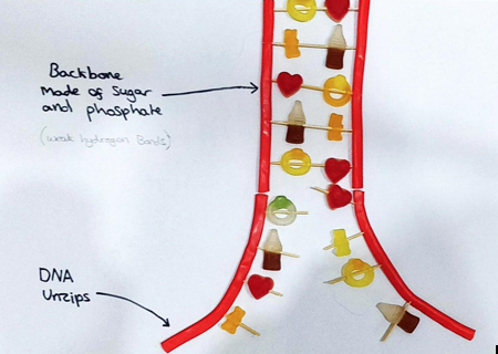 Biology DNA