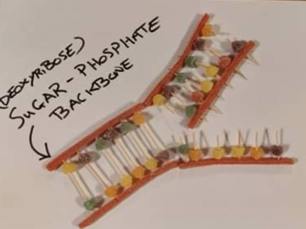 DNA Windermere Schools