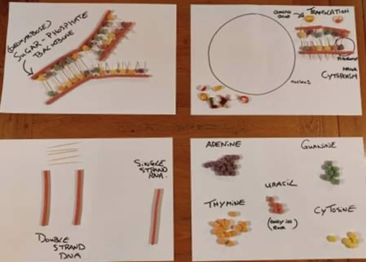Year 10 biologists