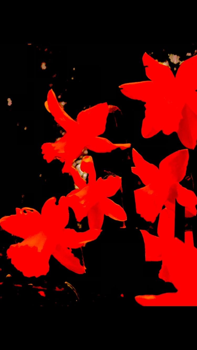 Image-5 - Photographic Skills