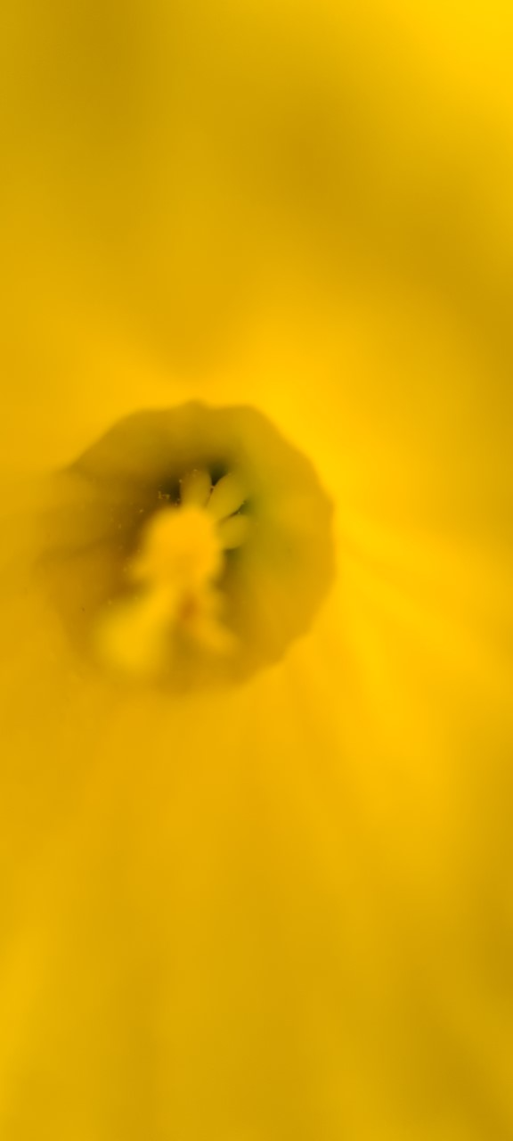 Daffodils Outlook 2