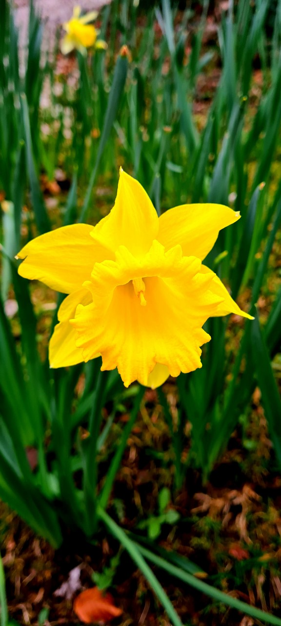 Daffodils - Photographic Skills