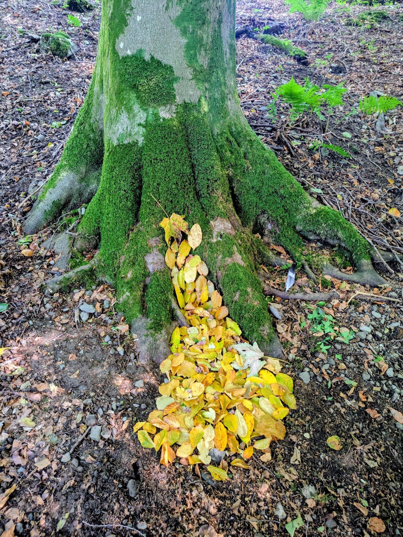 Windermere School Outdoor Learning